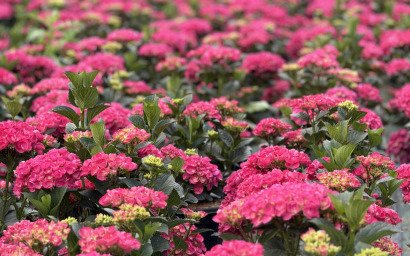 Hydrangea Macrophylla